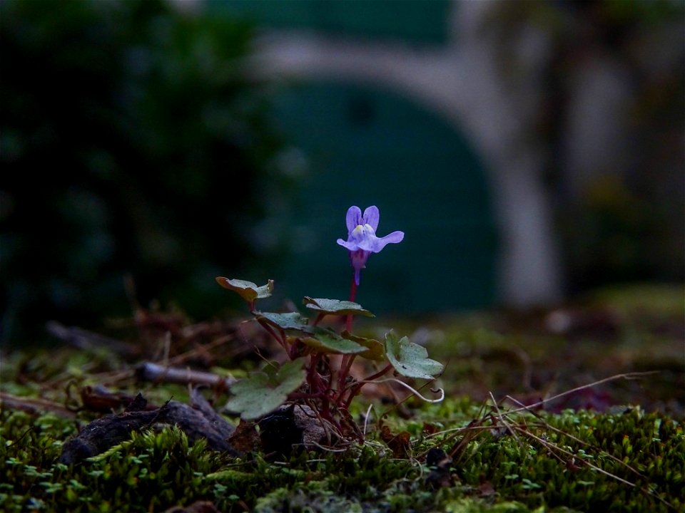 Ivy-leaved toadflax (Cymbalaria muralis)