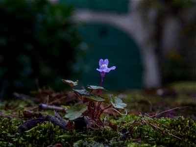 Ivy-leaved toadflax (Cymbalaria muralis)