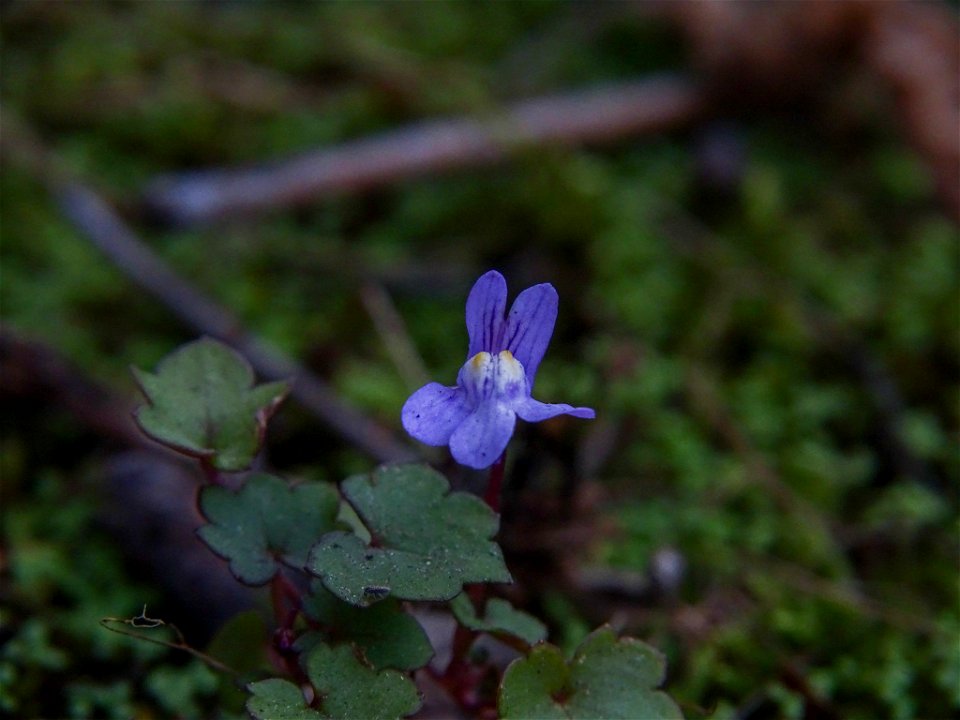 Ivy-leaved toadflax (Cymbalaria muralis)