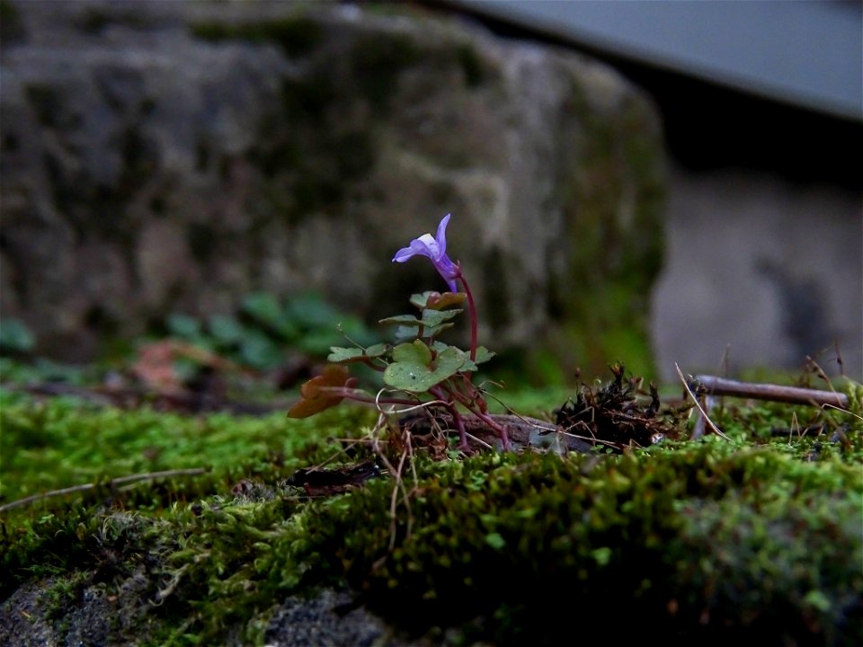 Ivy-leaved toadflax (Cymbalaria muralis)