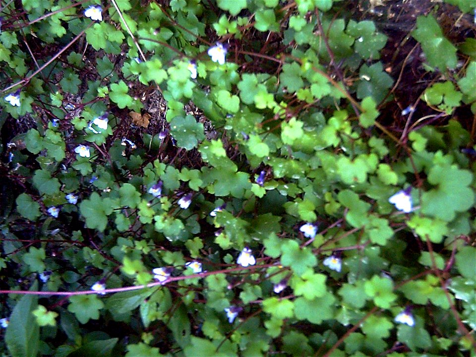 Cymbalaria muralis habitus Campo de Calatrava, Spain
