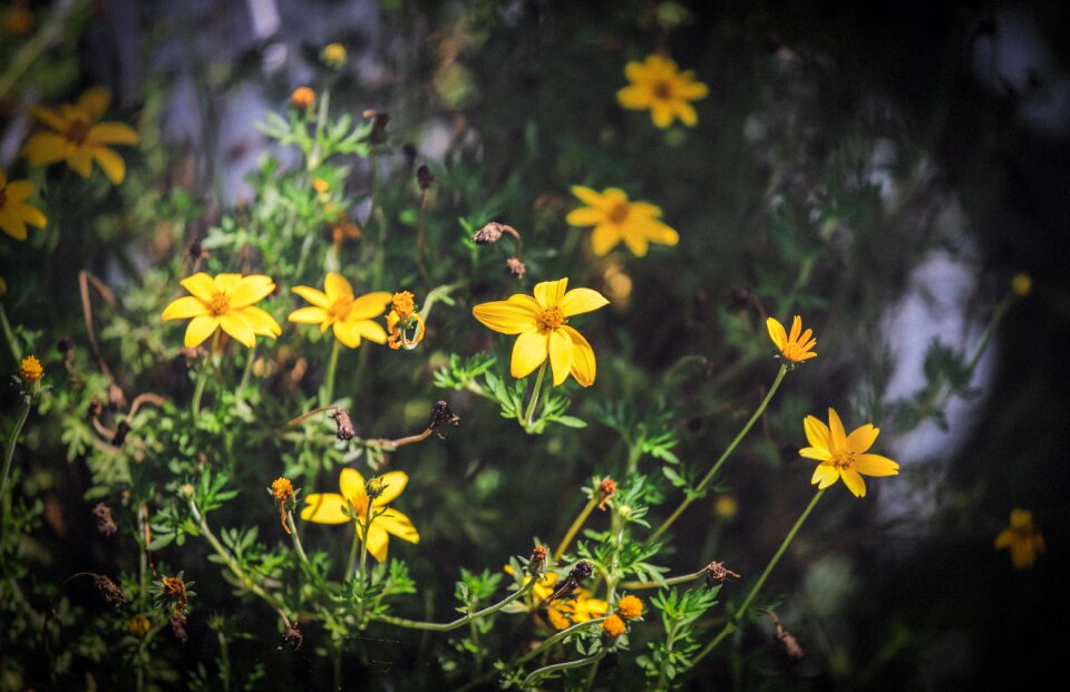 Garden yellow flora
