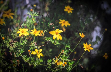 Garden yellow flora