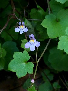 Ivy-leaved toadflax (Cymbalaria muralis)