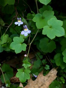 Ivy-leaved toadflax (Cymbalaria muralis)