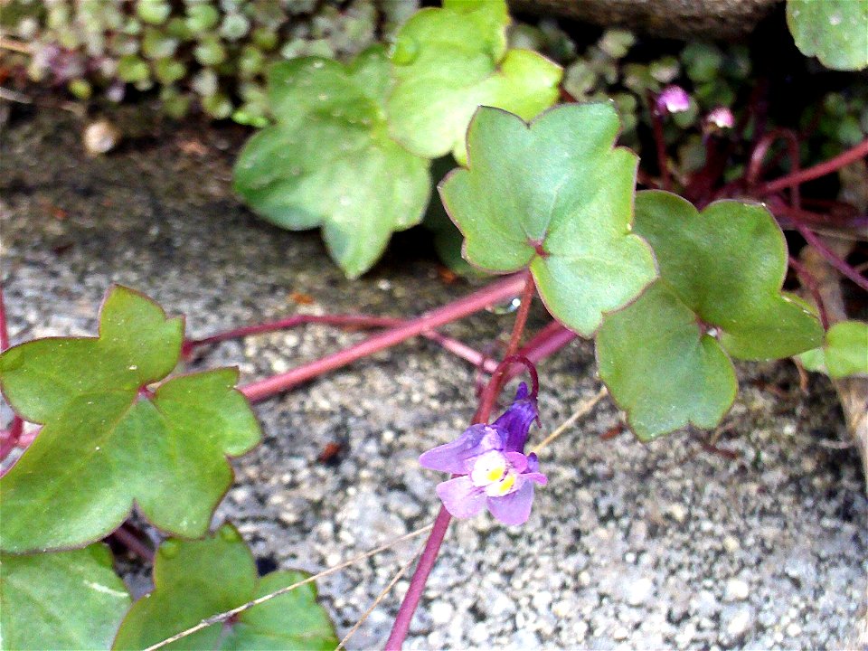 Cymbalaria muralis flower Close up Campo de Calatrava, Spain