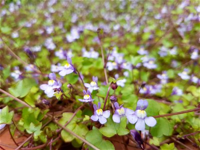 Photo shows Cymbalaria muralis dominant over a large surface with closest flowers in focus
