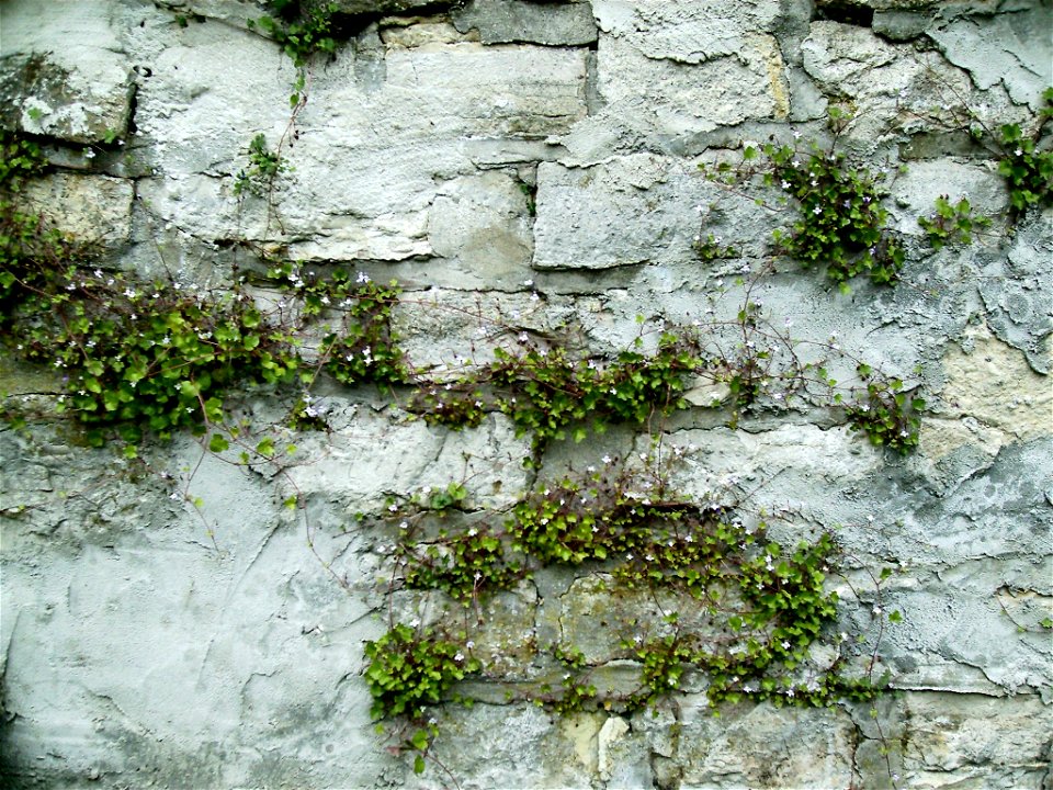 Cymbalaria muralis