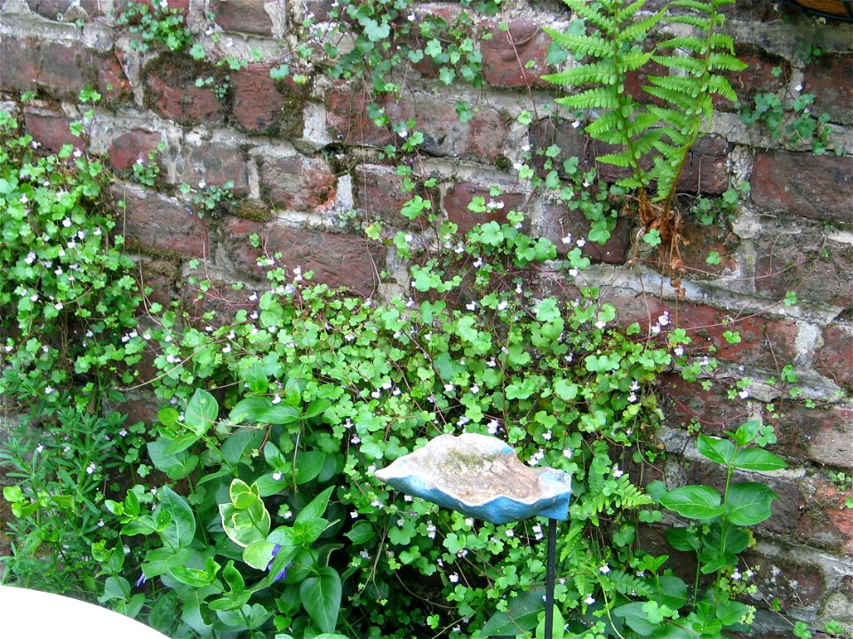 Brick wall with Cymbalaria muralis