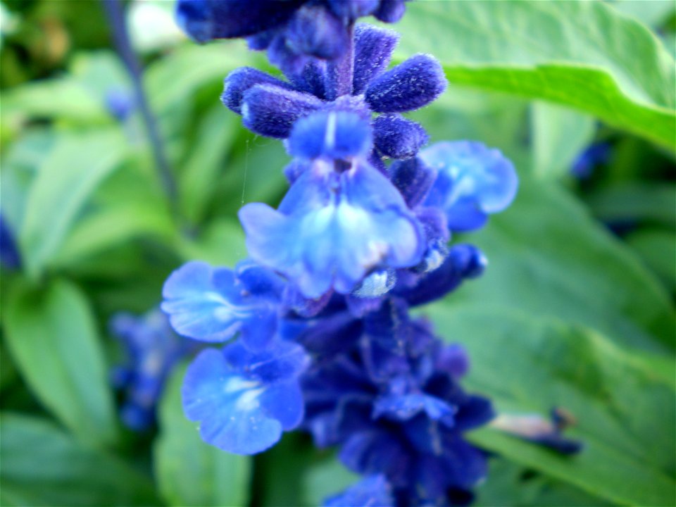 Salvia nemorosa ostfriesland prachtsalie
