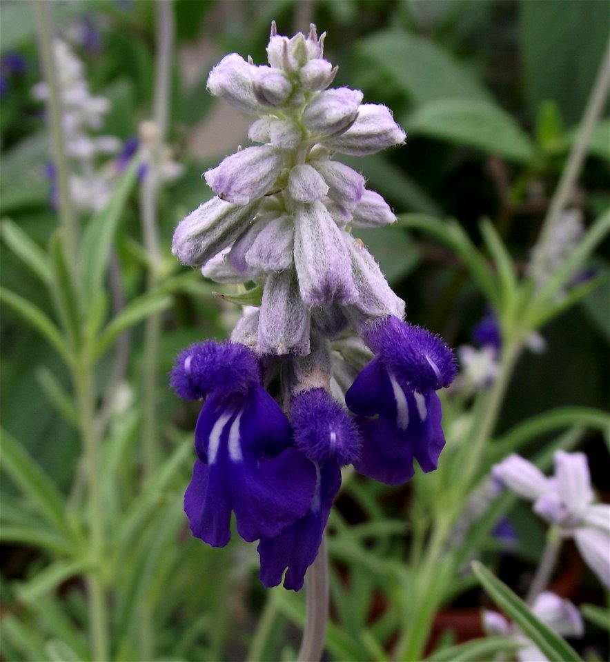 Salvia farinacea 'Texas Violet' at the San Diego Home & Garden Show, California, USA.