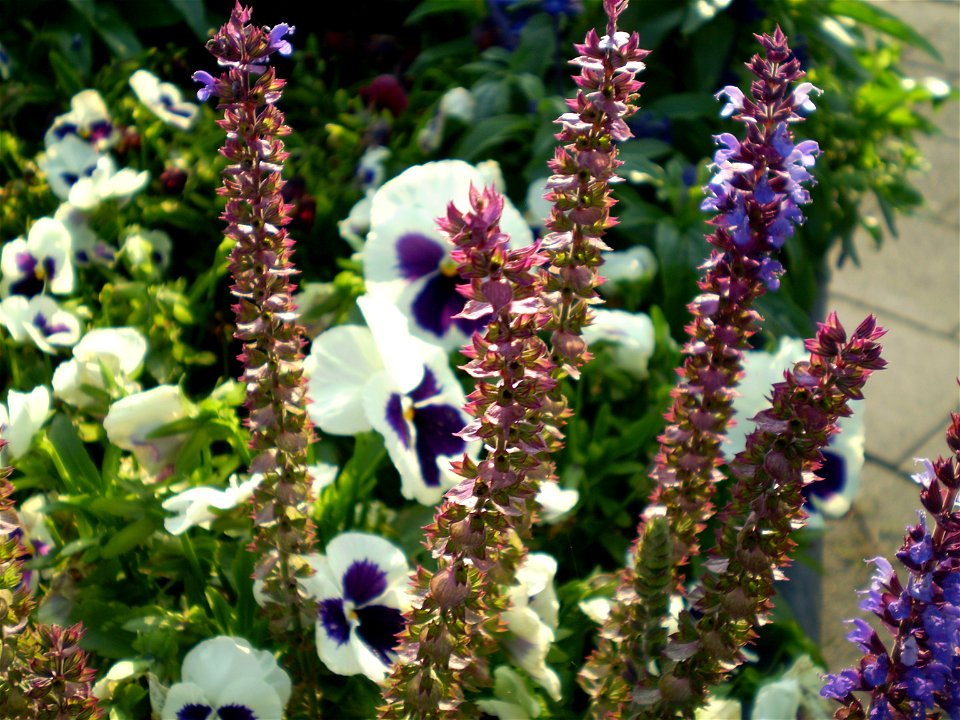 Salvia nemorosa ostfriesland prachtsalie