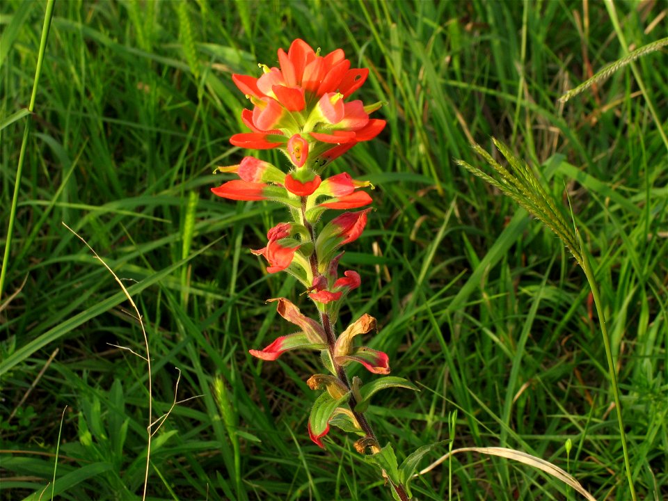 Castilleja indivisa, or Texas Paintbrush growing in Houston, Texas.