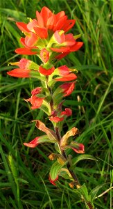 Castilleja indivisa (Texas Paintbrush) growing in Houston, Texas. Cropped version.