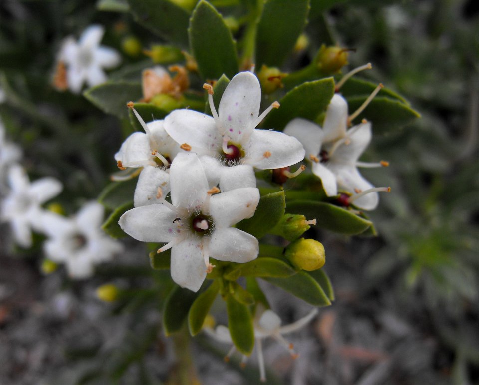 Myoporum parvifolium at Quail Botanical Gardens in Encinitas, California, USA.