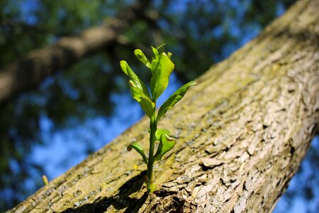 Sprout grow young photo