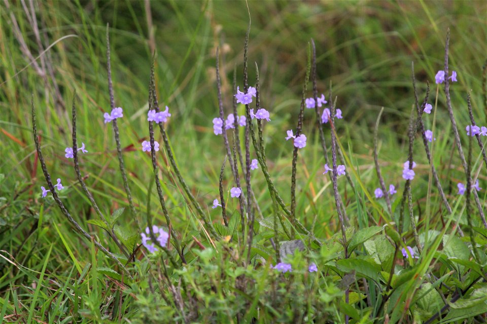 Stachytarpheta jamaicensis