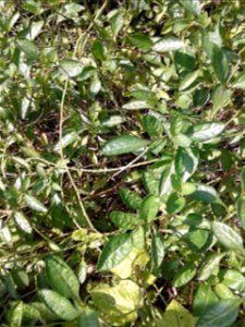 சீமை நாயுருவி Botanical name - Stachytarpheta jamaicensis Common name - Indian Snakeweed It has been noted that fresh leaves are consumed in bush tea as a cooling tonic and blood cleanser; Leaves ar photo