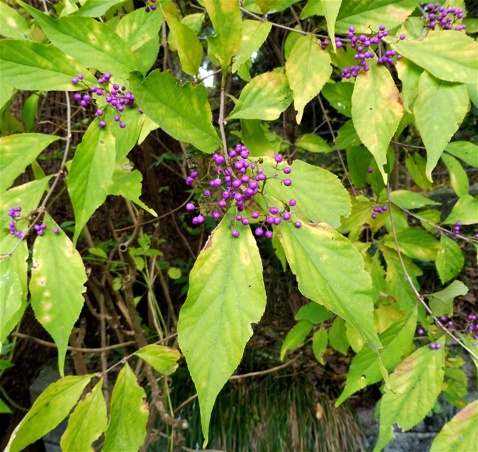 Callicarpa japonica, growing wild in overgrown corner of Nogeyama Zoo. Yokohama, Kanagawa Prefecture, Japan.