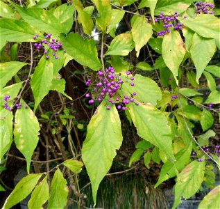 Callicarpa japonica, growing wild in overgrown corner of Nogeyama Zoo. Yokohama, Kanagawa Prefecture, Japan.