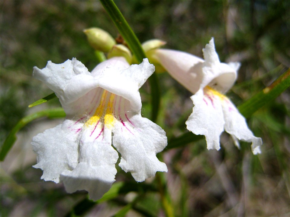 White trumpet flower of the Desert Willow (Chilopsis linearis ssp. arcuata) blooming in a small tree at Anza-Borrego Desert State Park.
