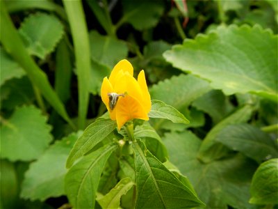 Unidentified Yellow flowers in the Philippines in Barangay Sabang 14°57'51"N 120°55'8"E Baliuag, Bulacan, Bulacan province (accessed from and along DRT or Cagayan Valley Road, Baliuag-Pulilan-Guiguint