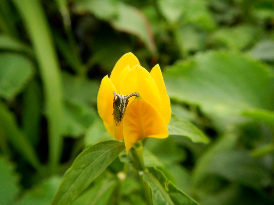 Unidentified Yellow flowers in the Philippines in Barangay Sabang 14°57'51"N 120°55'8"E Baliuag, Bulacan, Bulacan province (accessed from and along DRT or Cagayan Valley Road, Baliuag-Pulilan-Guiguint