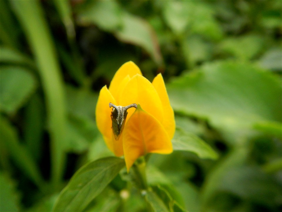 Unidentified Yellow flowers in the Philippines in Barangay Sabang 14°57'51"N 120°55'8"E Baliuag, Bulacan, Bulacan province (accessed from and along DRT or Cagayan Valley Road, Baliuag-Pulilan-Guiguint