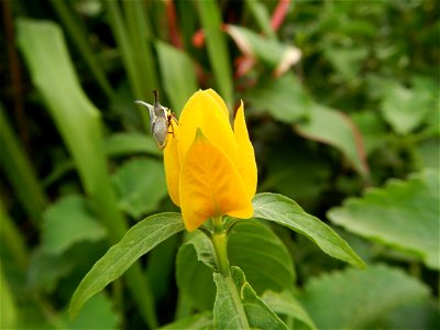 Unidentified Yellow flowers in the Philippines in Barangay Sabang 14°57'51"N 120°55'8"E Baliuag, Bulacan, Bulacan province (accessed from and along DRT or Cagayan Valley Road, Baliuag-Pulilan-Guiguint