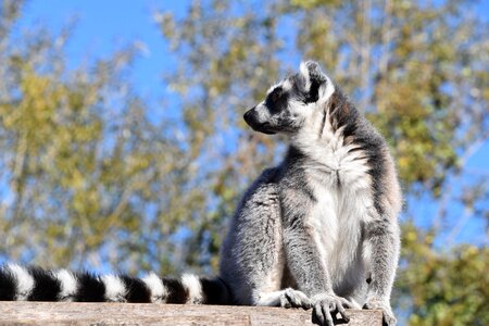 Pairi daiza stripes eyes photo