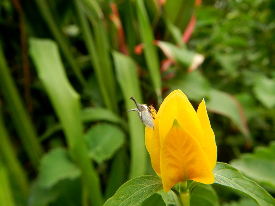 Unidentified Yellow flowers in the Philippines in Barangay Sabang 14°57'51"N 120°55'8"E Baliuag, Bulacan, Bulacan province (accessed from and along DRT or Cagayan Valley Road, Baliuag-Pulilan-Guiguint