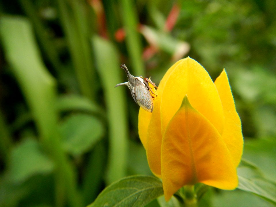 Unidentified Yellow flowers in the Philippines in Barangay Sabang 14°57'51"N 120°55'8"E Baliuag, Bulacan, Bulacan province (accessed from and along DRT or Cagayan Valley Road, Baliuag-Pulilan-Guiguint