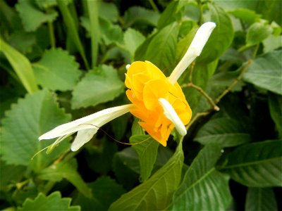 Unidentified Yellow flowers in the Philippines in Barangay Sabang 14°57'51"N 120°55'8"E Baliuag, Bulacan, Bulacan province (accessed from and along DRT or Cagayan Valley Road, Baliuag-Pulilan-Guiguint