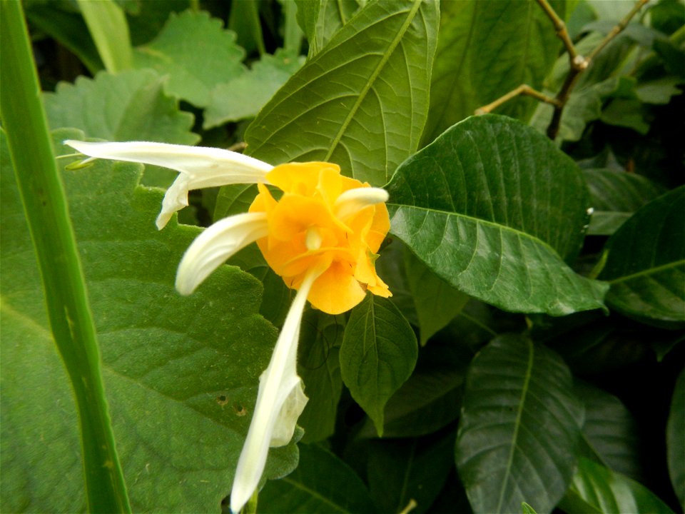 Unidentified Yellow flowers in the Philippines in Barangay Sabang 14°57'51"N 120°55'8"E Baliuag, Bulacan, Bulacan province (accessed from and along DRT or Cagayan Valley Road, Baliuag-Pulilan-Guiguint