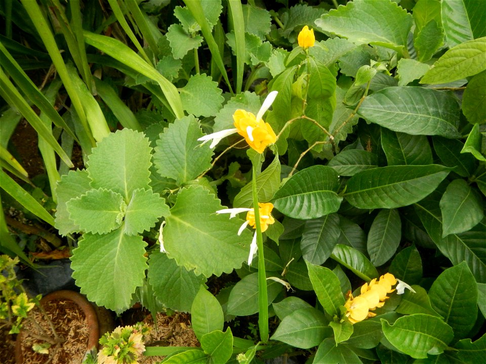 Unidentified Yellow flowers in the Philippines in Barangay Sabang 14°57'51"N 120°55'8"E Baliuag, Bulacan, Bulacan province (accessed from and along DRT or Cagayan Valley Road, Baliuag-Pulilan-Guiguint