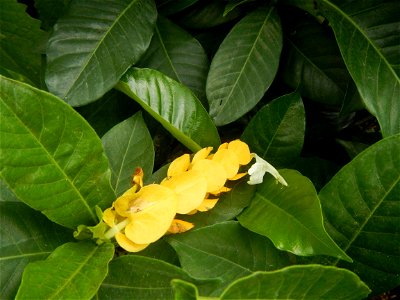 Unidentified Yellow flowers in the Philippines in Barangay Sabang 14°57'51"N 120°55'8"E Baliuag, Bulacan, Bulacan province (accessed from and along DRT or Cagayan Valley Road, Baliuag-Pulilan-Guiguint