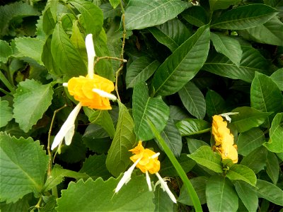 Unidentified Yellow flowers in the Philippines in Barangay Sabang 14°57'51"N 120°55'8"E Baliuag, Bulacan, Bulacan province (accessed from and along DRT or Cagayan Valley Road, Baliuag-Pulilan-Guiguint