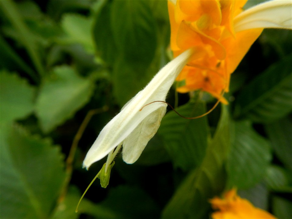 Unidentified Yellow flowers in the Philippines in Barangay Sabang 14°57'51"N 120°55'8"E Baliuag, Bulacan, Bulacan province (accessed from and along DRT or Cagayan Valley Road, Baliuag-Pulilan-Guiguint