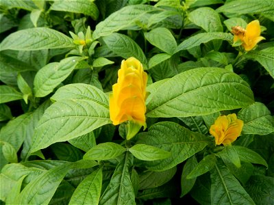 Pachystachys lutea  lollipop plant and golden shrimp plant in the Garden City of Guiguinto, Bulacan Barangay Santa Cruz 14°50'33"N  120°52'13"E Guiguinto, Bulacan Garden City of Guiguinto, Bulacan, Ma