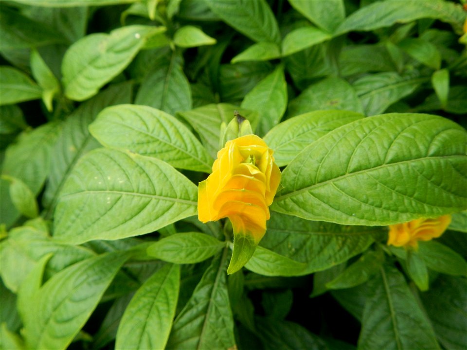 Pachystachys lutea  lollipop plant and golden shrimp plant in the Garden City of Guiguinto, Bulacan Barangay Santa Cruz 14°50'33"N  120°52'13"E Guiguinto, Bulacan Garden City of Guiguinto, Bulacan, Ma
