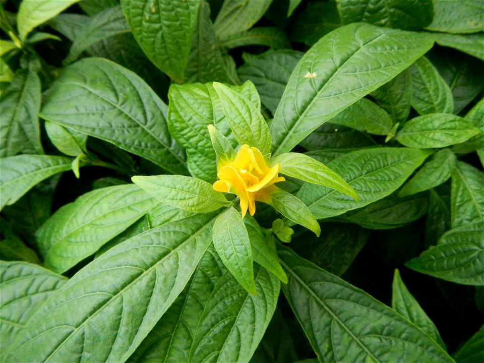 Pachystachys lutea  lollipop plant and golden shrimp plant in the Garden City of Guiguinto, Bulacan Barangay Santa Cruz 14°50'33"N  120°52'13"E Guiguinto, Bulacan Garden City of Guiguinto, Bulacan, Ma