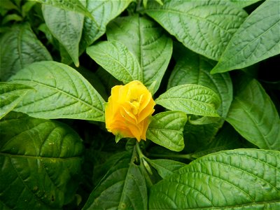 Pachystachys lutea  lollipop plant and golden shrimp plant in the Garden City of Guiguinto, Bulacan Barangay Santa Cruz 14°50'33"N  120°52'13"E Guiguinto, Bulacan Garden City of Guiguinto, Bulacan, Ma