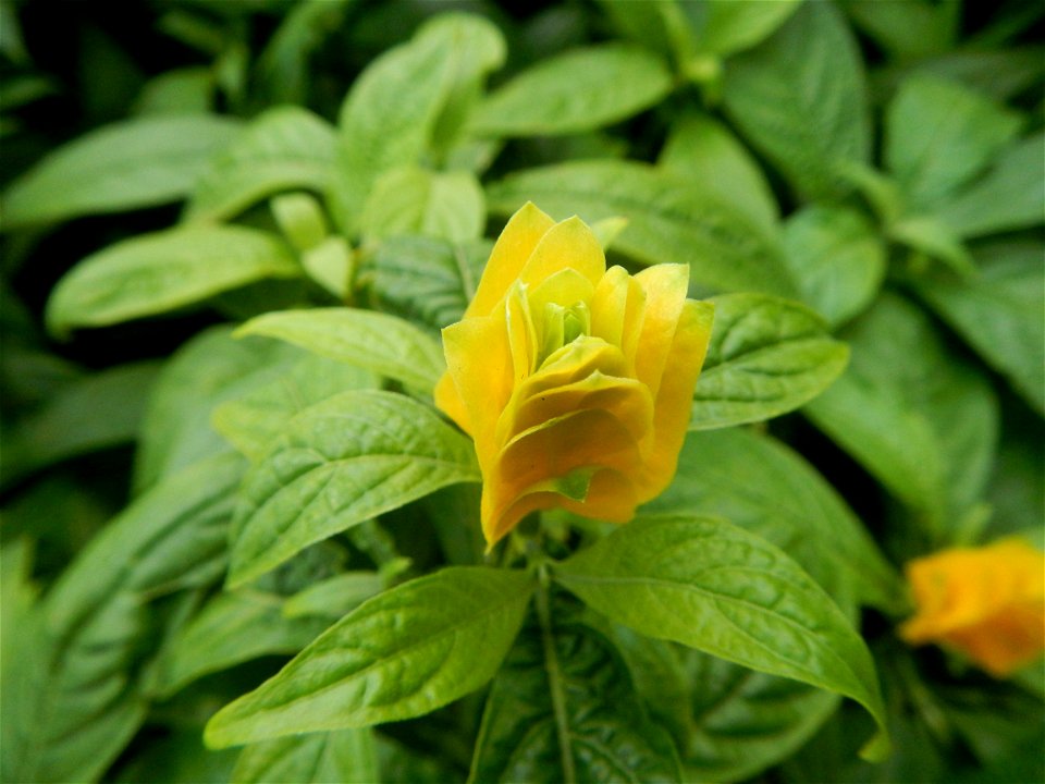 Pachystachys lutea  lollipop plant and golden shrimp plant in the Garden City of Guiguinto, Bulacan Barangay Santa Cruz 14°50'33"N  120°52'13"E Guiguinto, Bulacan Garden City of Guiguinto, Bulacan, Ma