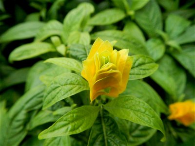 Pachystachys lutea  lollipop plant and golden shrimp plant in the Garden City of Guiguinto, Bulacan Barangay Santa Cruz 14°50'33"N  120°52'13"E Guiguinto, Bulacan Garden City of Guiguinto, Bulacan, Ma