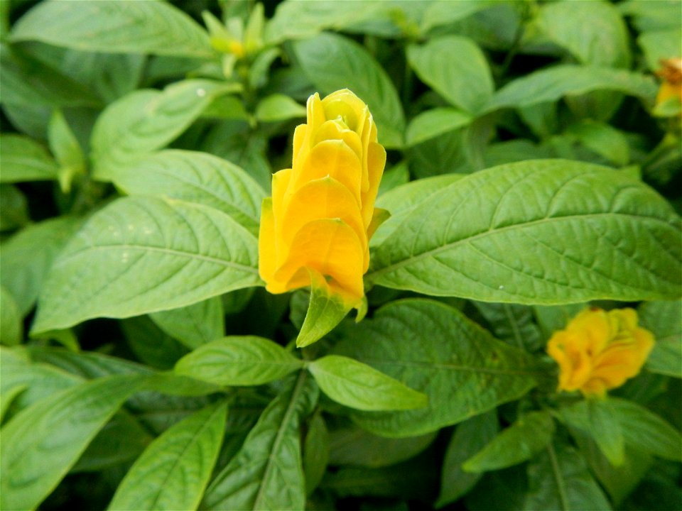 Pachystachys lutea  lollipop plant and golden shrimp plant in the Garden City of Guiguinto, Bulacan Barangay Santa Cruz 14°50'33"N  120°52'13"E Guiguinto, Bulacan Garden City of Guiguinto, Bulacan, Ma