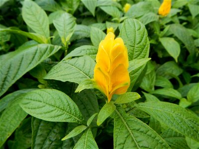Pachystachys lutea  lollipop plant and golden shrimp plant in the Garden City of Guiguinto, Bulacan Barangay Santa Cruz 14°50'33"N  120°52'13"E Guiguinto, Bulacan Garden City of Guiguinto, Bulacan, Ma