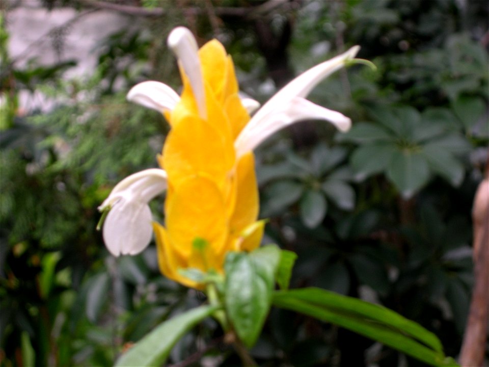 flor amarilla con hojas blancas