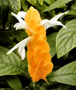 Pachystachys lutea