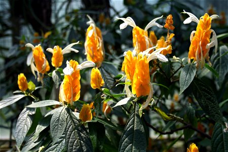 Pachystachys lutea from the Botanical Gardens of Charles University, Prague