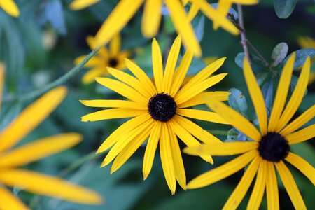 Nature summer garden